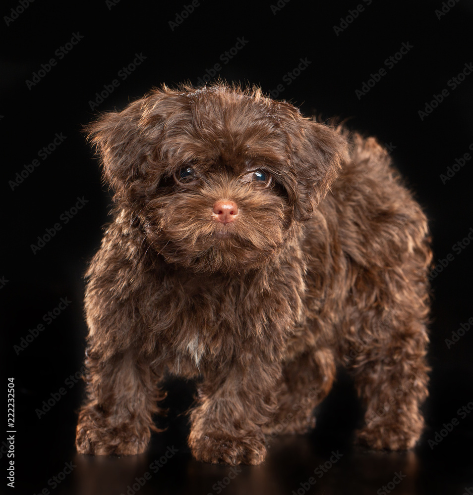 Russian colored lapdog Dog Isolated on Black Background in studio Russian colored lapdog Dog Isolated on Black Background in studio