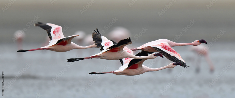 Fototapeta premium Flamingi w locie. Latające flamingi nad wodą jeziora Natron. Mniejszy flaming. Nazwa naukowa: Phoenicoparrus minor. Tanzania.