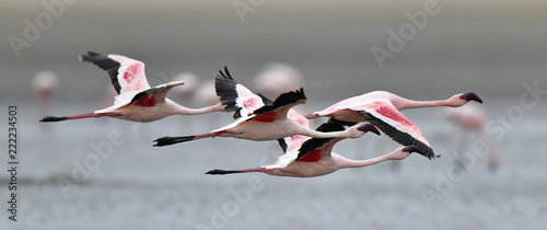Flamingos in flight. Flying flamingos over the water of Natron Lake.  Lesser flamingo. Scientific name: Phoenicoparrus minor. Tanzania.