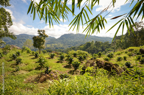 Coffee plantation in Tana Toraja, Rantepao in South Sulawesi, Indonesia. Toraja highlands Arabica coffee is known and exported worldwide..
