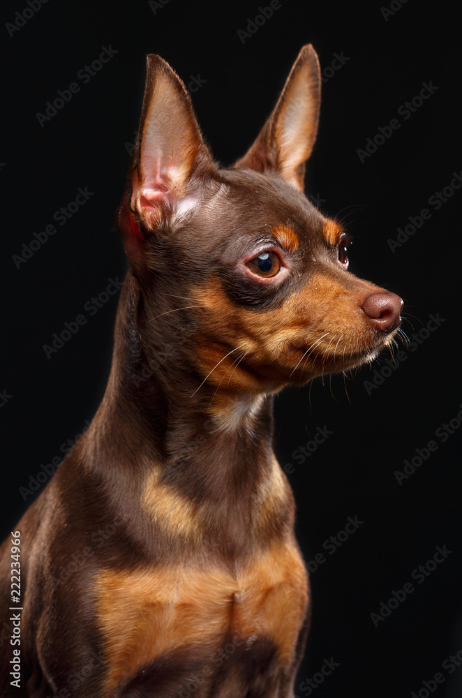 Toy Terrier Dog on Isolated Black Background in studio Toy Terrier Dog on Isolated Black Background in studio