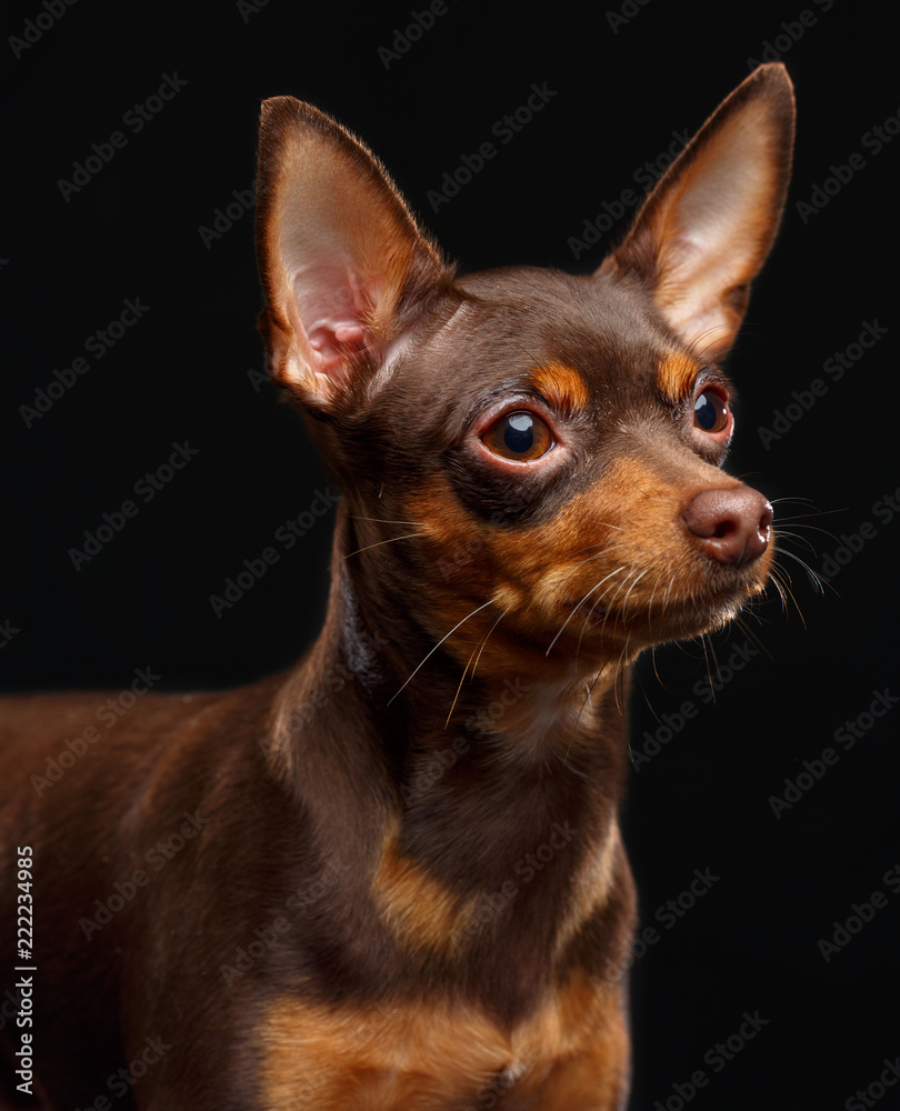 Toy Terrier Dog on Isolated Black Background in studio Toy Terrier Dog on Isolated Black Background in studio