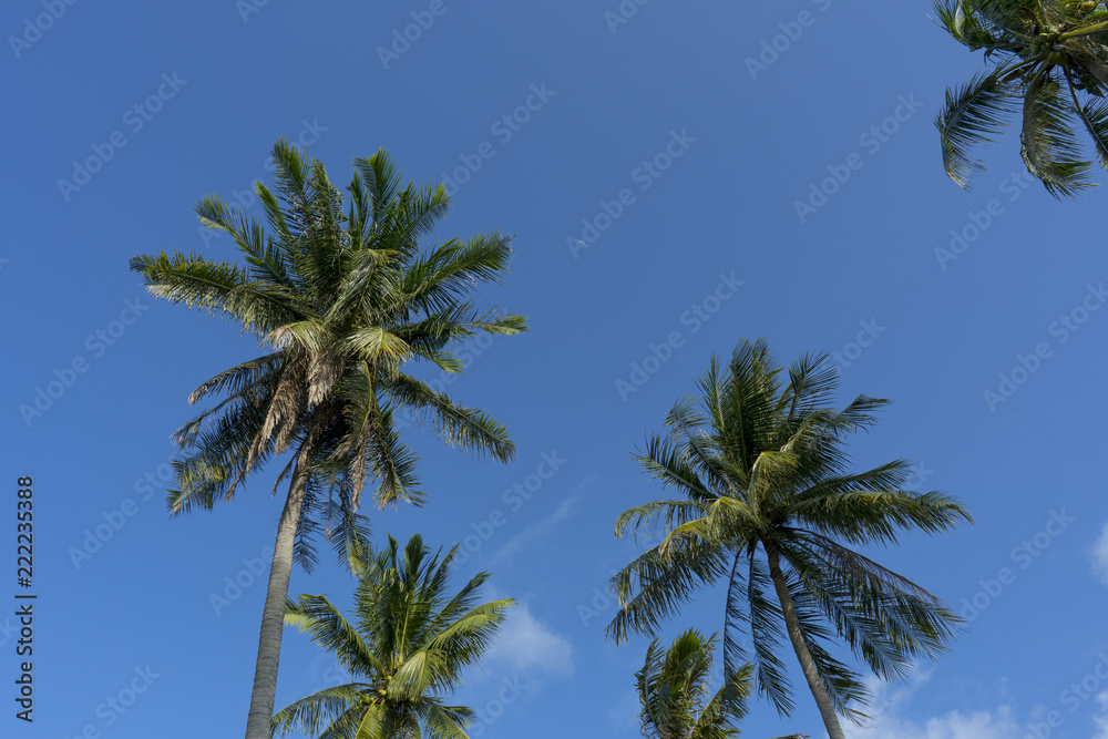 A view of the sky with coconut trees in bright sunshine. ,Look up to the top. A view of the sky with coconut trees in bright sunshine. ,Look up to the top.