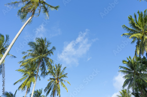 A view of the sky with coconut trees in bright sunshine. ,Look up to the top.