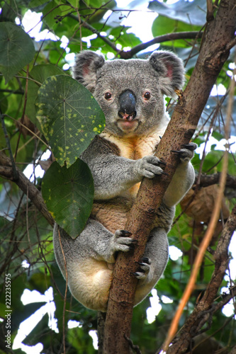 Koala sits in tree looking healthy, fluffy and cute, Australia.