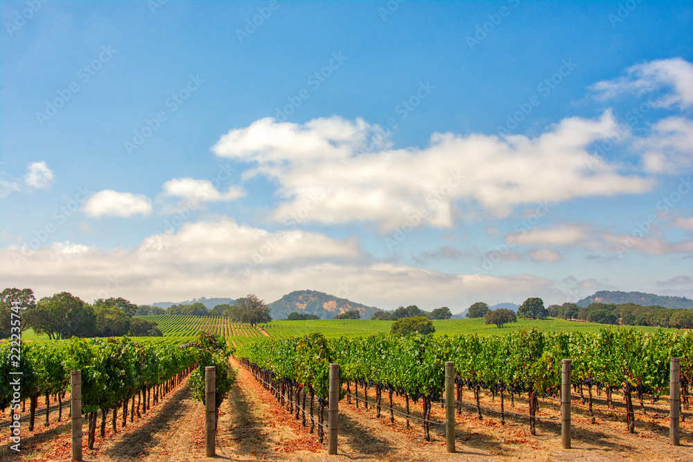 Vineyard with Oak Trees and Clouds., Sonoma County, California, USA