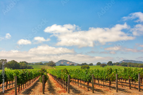 Vineyard with Oak Trees and Clouds., Sonoma County, California, USA photo