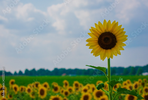 field of sunflowers and overcast blue sky