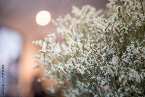 beautiful white statice flower