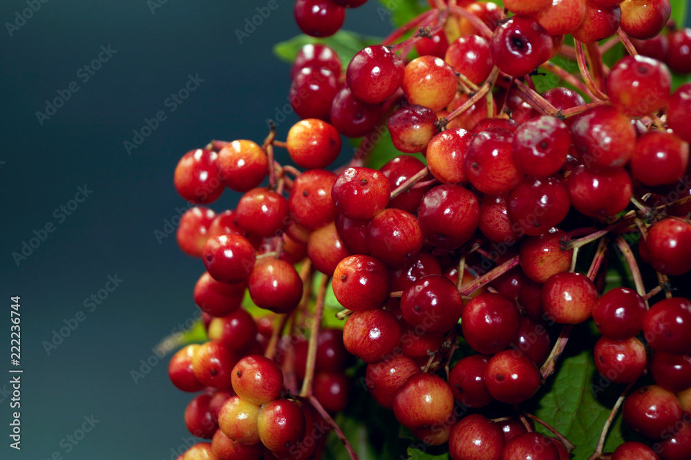 a bunch of autumn berries in a stalemate vase