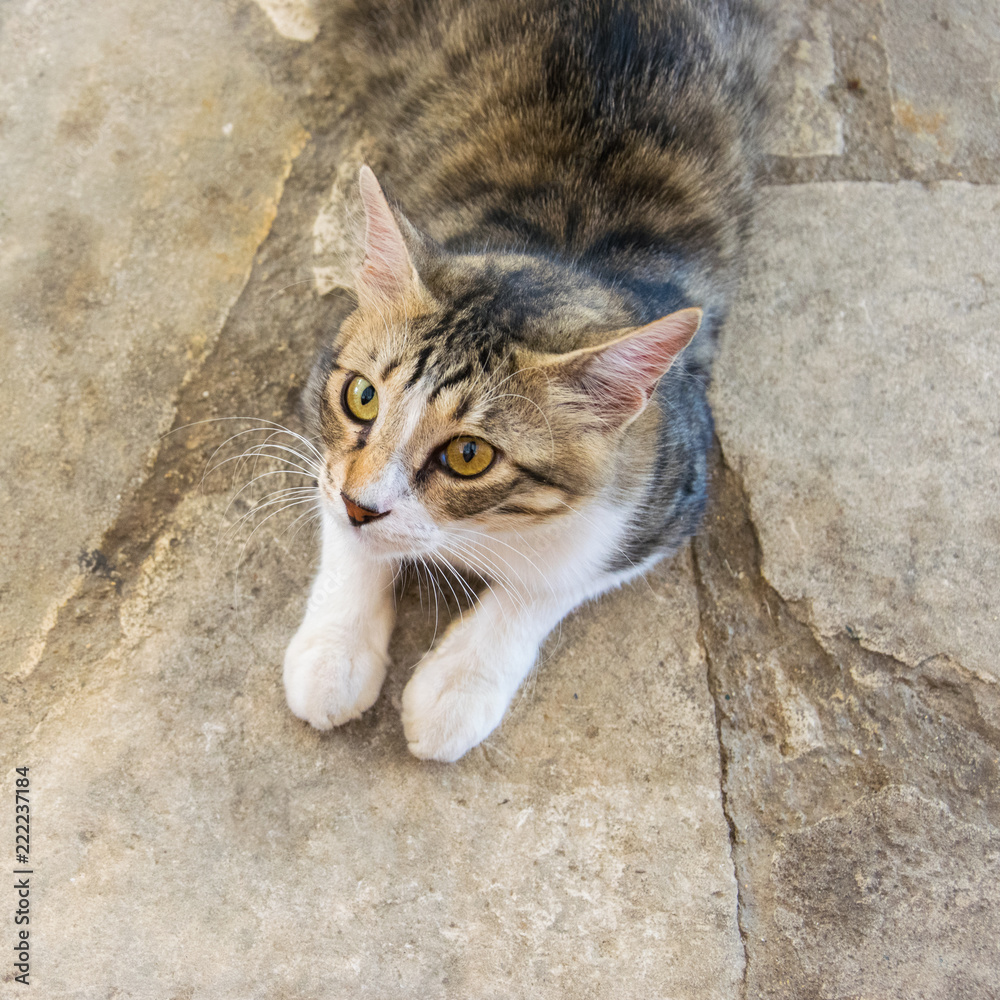 Young hungry cat. Hungry pretty cat waiting for food. Portrait of a surprised hungry cat. Young hungry cat. Hungry pretty cat waiting for food. Portrait of a surprised hungry cat.