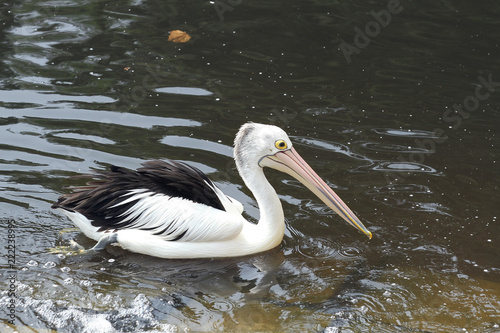 pelican in lake