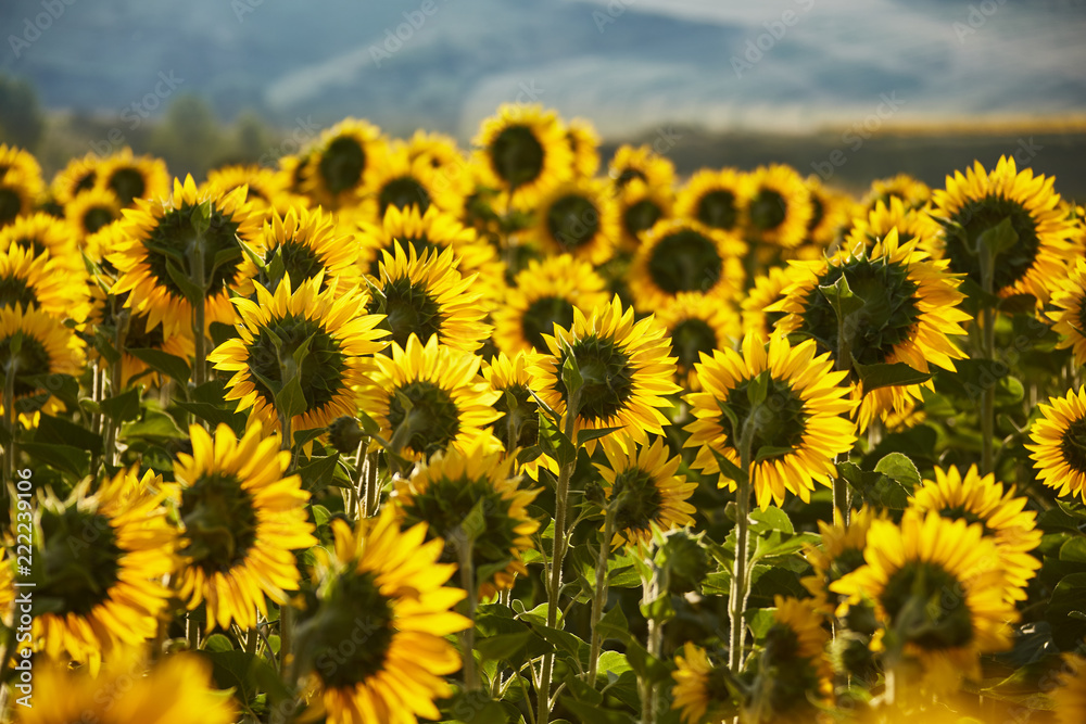 Field full of sunflowers