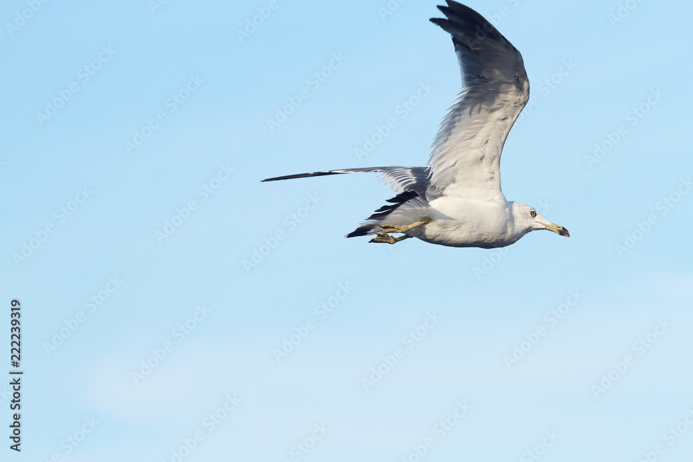 Obraz premium seagull in flight