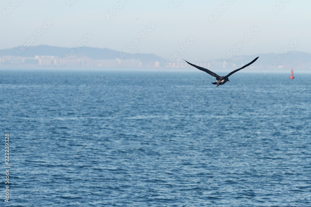 flying seagull over the sea