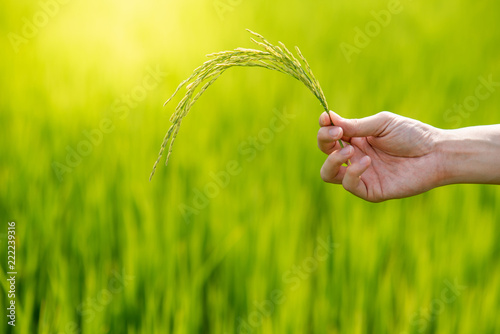 Male hand holding rice spike in green rice field. Cereal plant cultivation. Agriculture concept