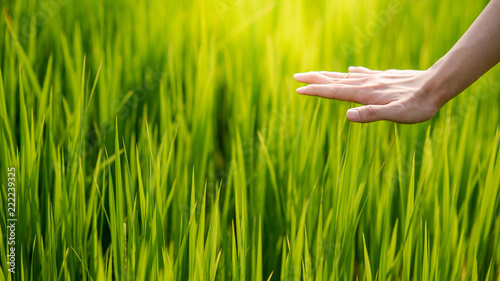 Male hand touching on green field. Nature therapy or eco friendly concept. Agriculture and environment background