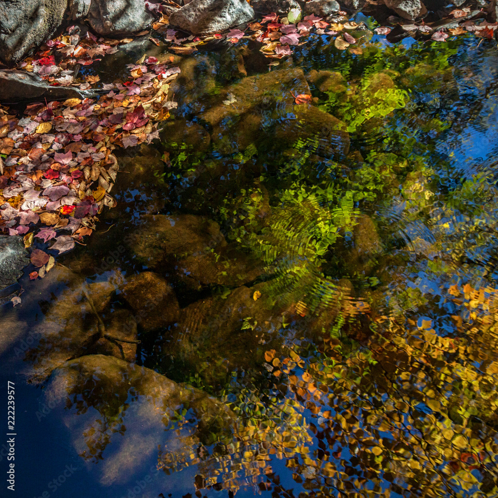 Autumn leaves reflected in the water