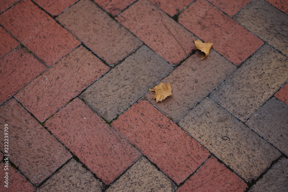 Fototapeta premium Fall
