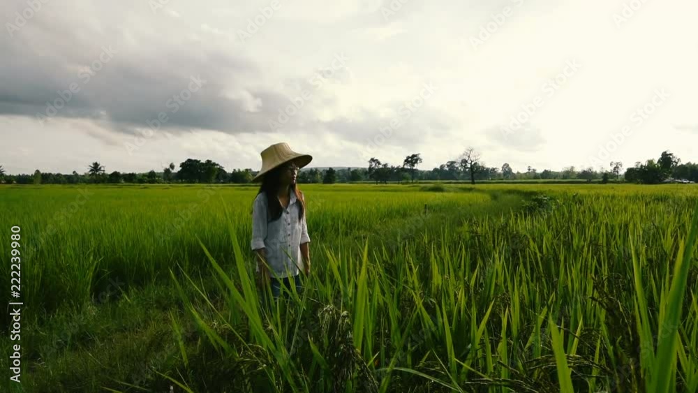 A young farmer woman working on a rice field in Thailand A young farmer woman working on a rice field in Thailand