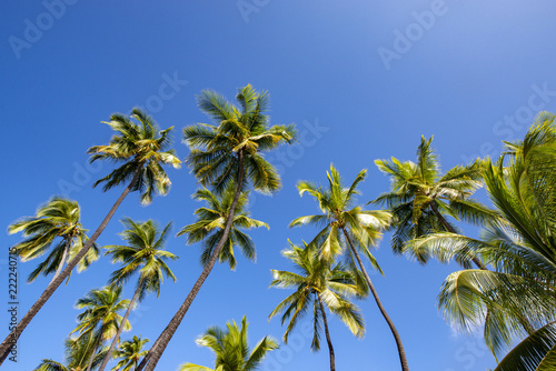 Palm tree and blue sky on Hawaii island