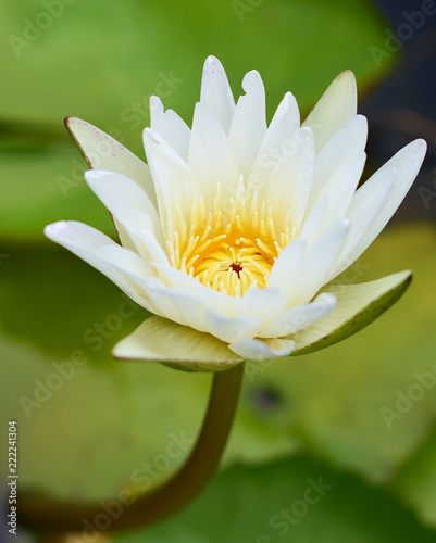 White Lotus flower  in the peaceful pond.