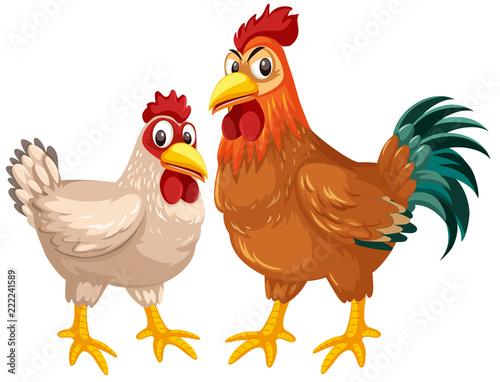 Hen and rooster on white background