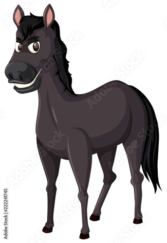 A black horse on white background
