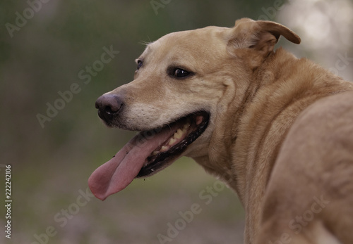 Labrador x happy dog