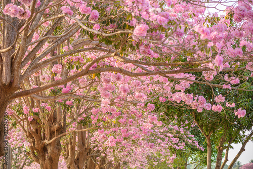 Tabebuia rosea is a Pink Flower neotropical tree photo