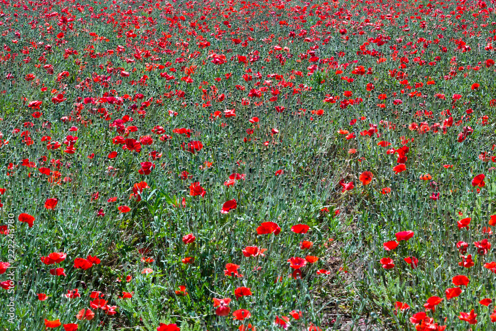 Field of red poppy flowers in spring