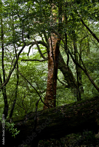 A forest of Yakushima which "Yakusugi Landes" bristles with a huge tree and unique trees, and a clean river flows, and is wrapped in the moss which green is rich in.