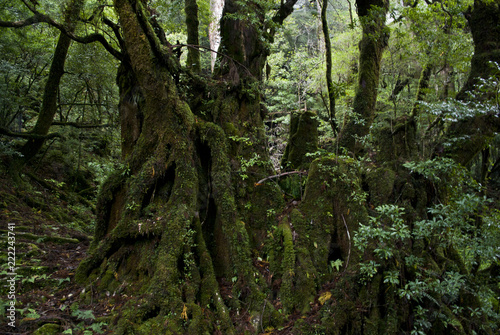 A forest of Yakushima which "Yakusugi Landes" bristles with a huge tree and unique trees, and a clean river flows, and is wrapped in the moss which green is rich in.
