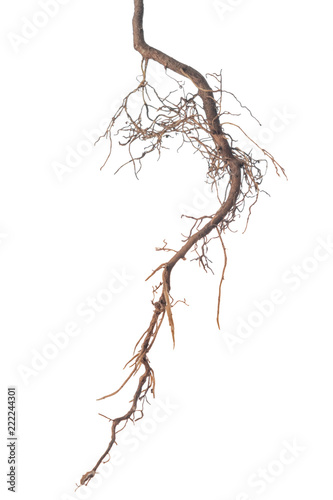 roots of tree is isolated on white background, close up photo