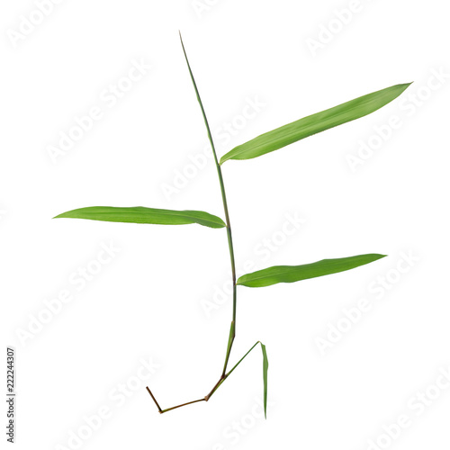 beautiful green twig is isolated on white background, close up