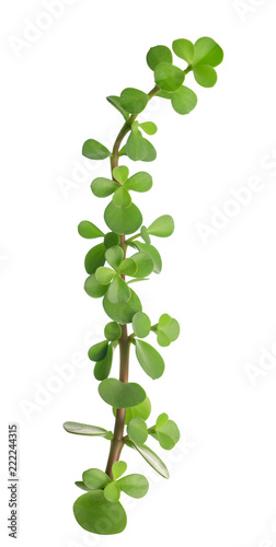 beautiful green twig of plump plant is isolated on white background, close up
