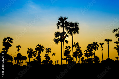 Silhouette sugar palm tree in Bagan Myanmar.