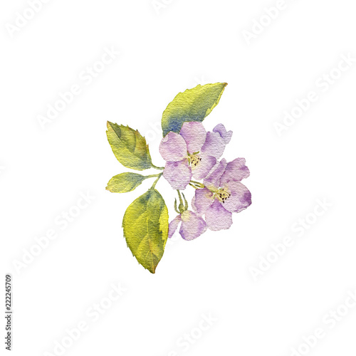 Fototapeta Naklejka Na Ścianę i Meble -  watercolor apple blossoms