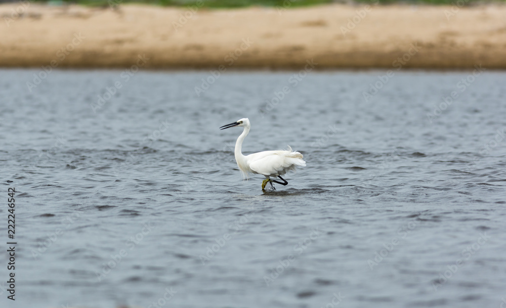 Little Egret Little Egret