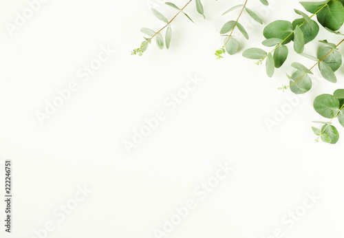green eucalyptus branches herbs, leaves, plants frame border on white background top view. copy space. flat lay