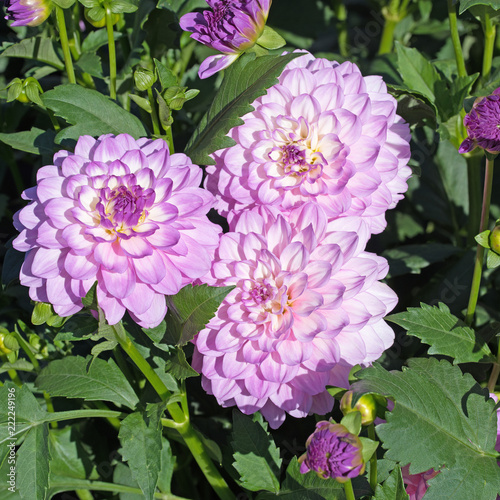 Fototapeta Naklejka Na Ścianę i Meble -  Violett blühende Dahlien