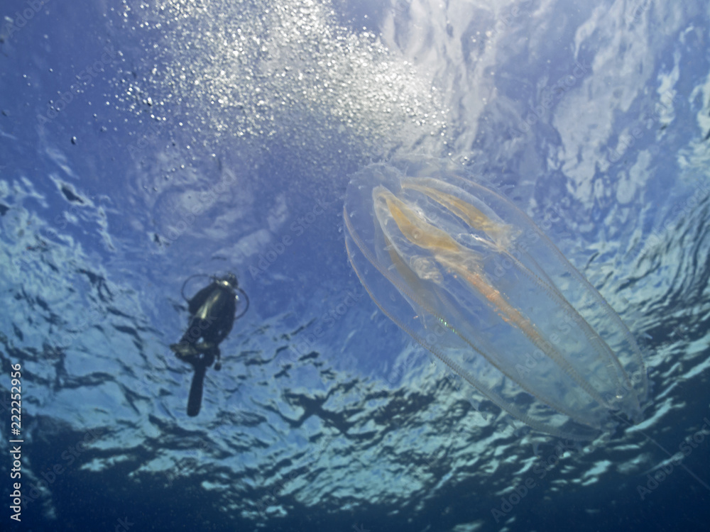 Obraz premium Warty comb jelly and scuba diver, Rippenqualle und Taucher (Mnemiopsis leidyi)