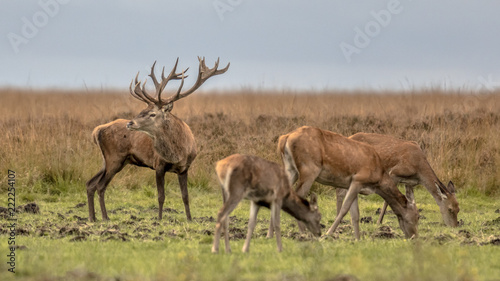 Male buck red deer guarding hinds