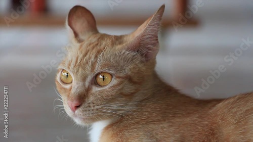HD video footage showing a cute ginger cat looking at something curiously and turning its head around, blinking its yellow eyes