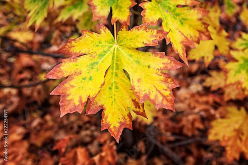 Bigleaf Maple Changing Colors in Fall
