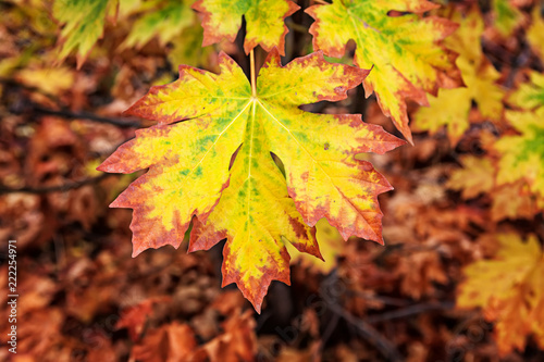 Bigleaf Maple Changing Colors in Fall photo