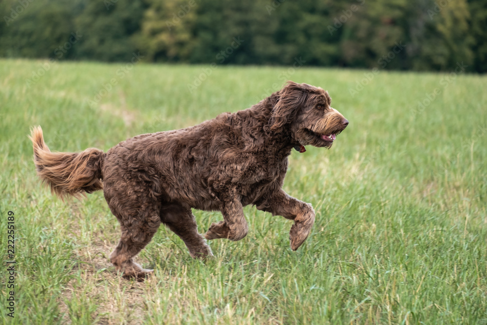 Chocolate Brown Labradoodle in a Field