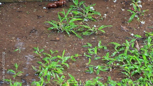 HD video footage of raindrop falling on wet soil ground with green patches of Malaysian grass