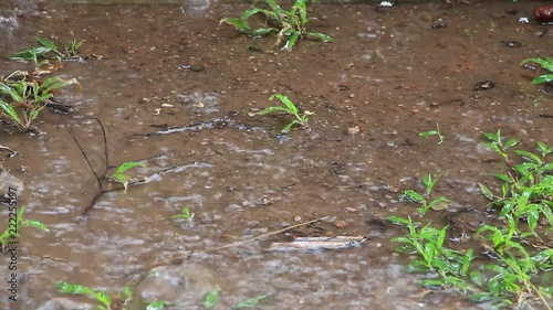 HD video footage of raindrop falling on wet soil ground with green patches of malaysian grass