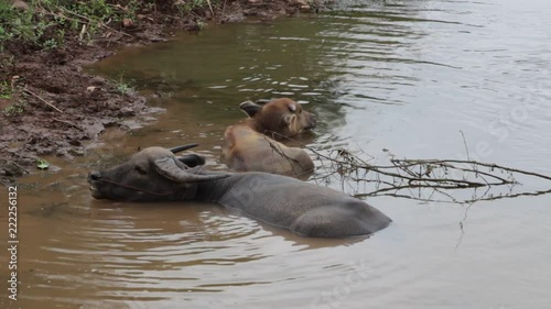 HD video footage showing a grown water buffalo and its cub is bathing near a riverbank 